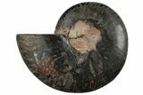 Cut & Polished Ammonite Fossil (Half) - Unusual Black Color #286660-1